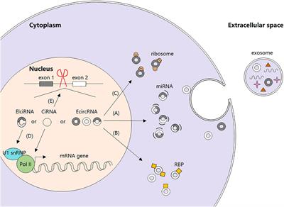 Insights Into circRNAs: Functional Roles in Lung Cancer Management and the Potential Mechanisms